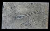 Crinoid (Ectenocrinus) Fossil - Walcott-Rust Quarry, NY #68359-1